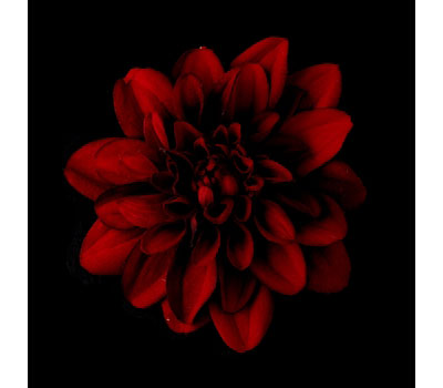 Deep Red Stardust Dahlia Bridal Flower Hair Clip